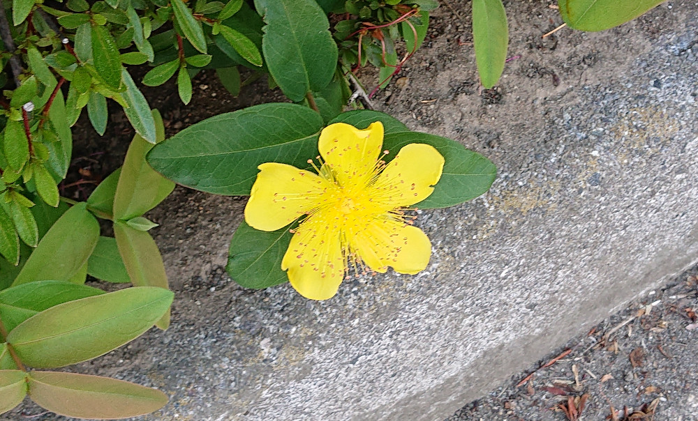 たぶんセイヨウキンシバイ