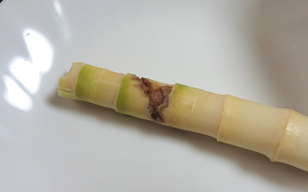 変色しているところが虫の食べたあと