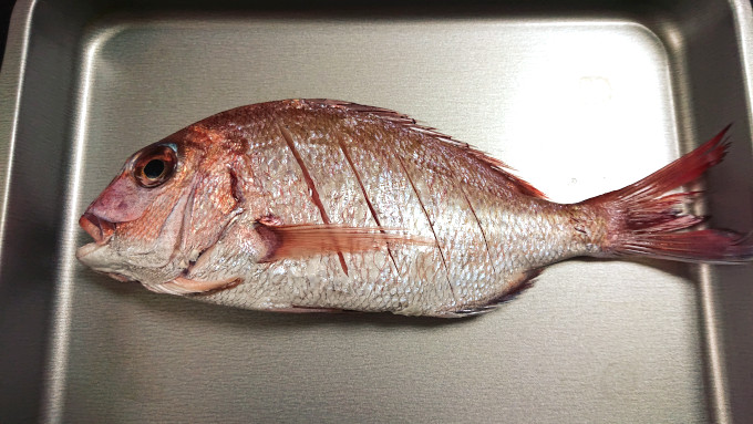 天然小鯛（真鯛）