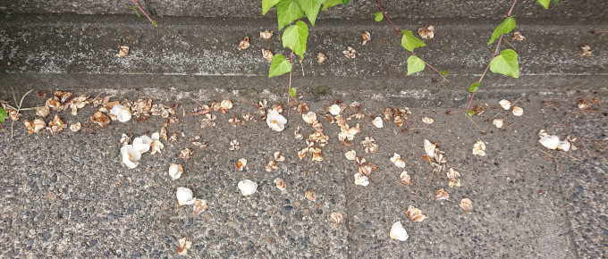 ナツツバキの花が落ちている様子