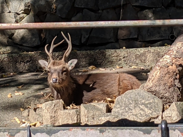 鹿みたいな動物