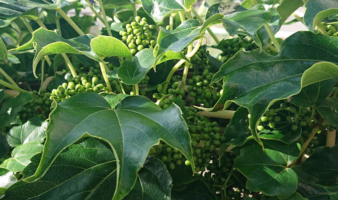 まだ青いツタの実