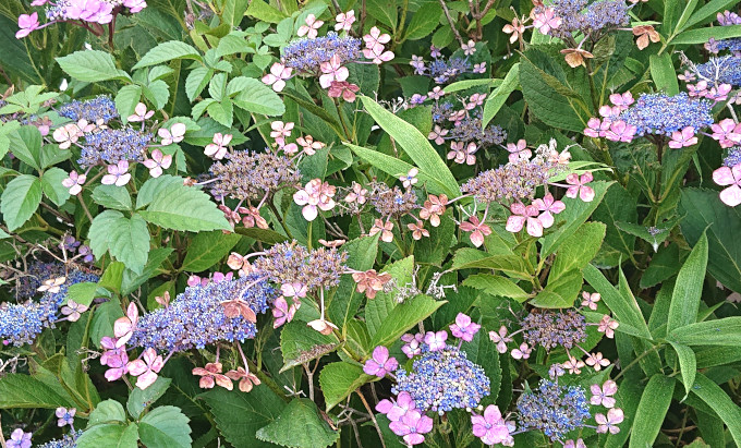 枯れ始めたガクアジサイの花