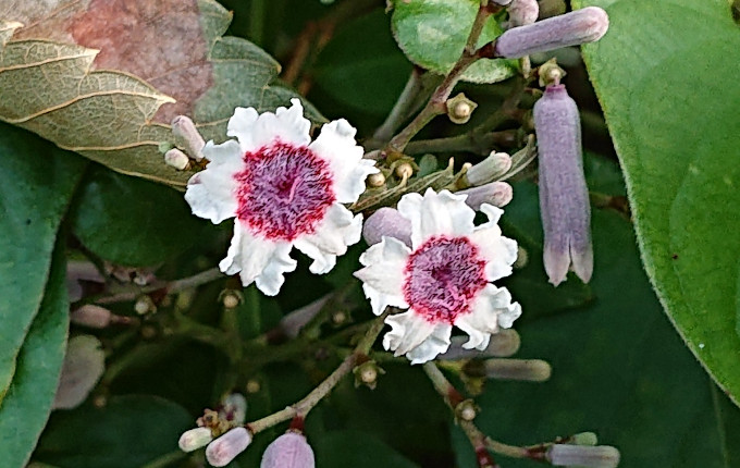 ヘクソカズラの花