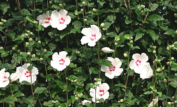咲き誇るムクゲの花