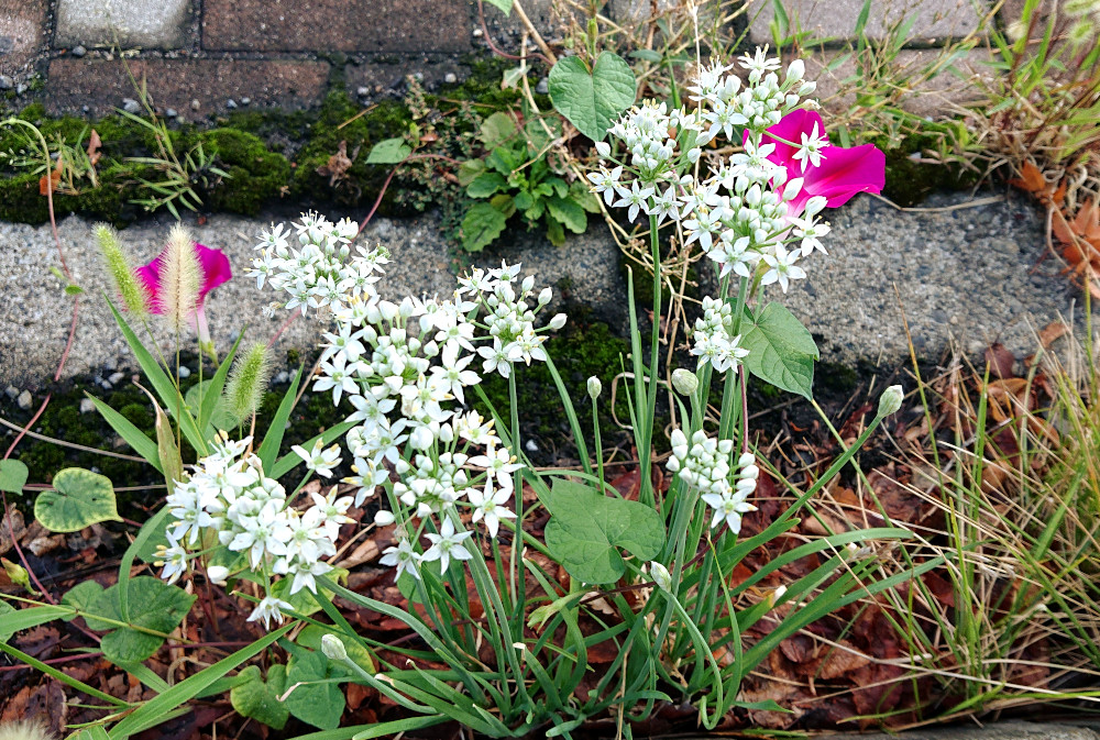 ニラ ニラの花