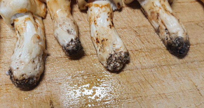 マツタケの石づき部分